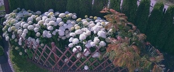 Sadzonka Hortensji Annabelle, duże kwiaty