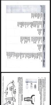 Notatki z bezkręgowców - 22 strony tabeli