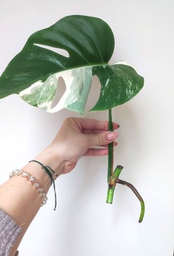 Monstera Deliciosa Variegata