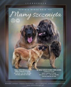 Leonberger, szczenięta 