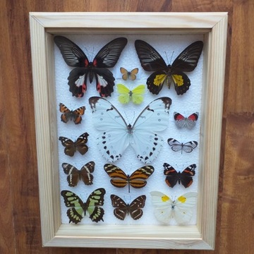 Gablotka motyle Morpho Attacus Papilio na ścianę