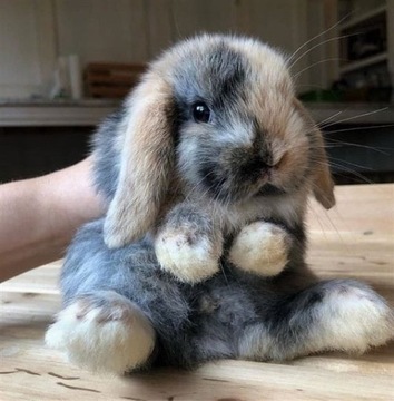 Mini Lop króliki miniaturki o łagodnym charakterze