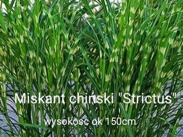 Miskant Chinski 'Strictus' 2l doniczce 