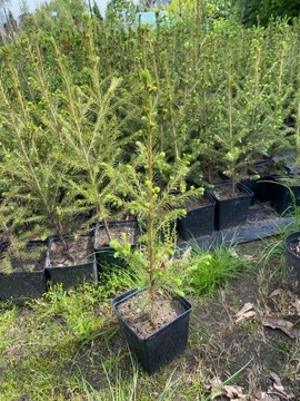 Świerk pospolity  Picea Abies 30/50cm w doniczkach