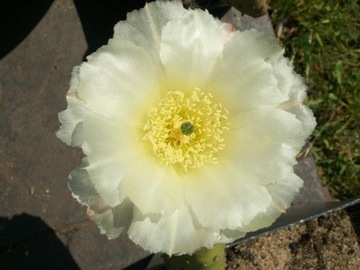 Opuntia X aurea 'White Cloud' - 1 segment