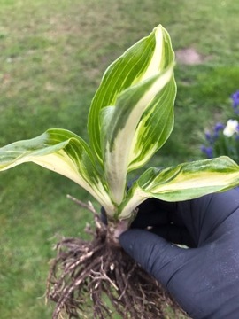 FUNKIA, HOSTA Mediovariegata