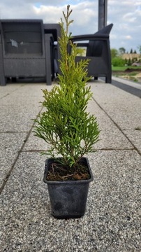 TUJA SZMARAGD 20-30cm PROMOCJA!!! Thuja POLSKA