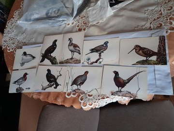 ptaki łowne - 9 kartek