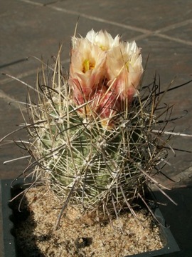 Sclerocactus wrightiae - 10 nasion