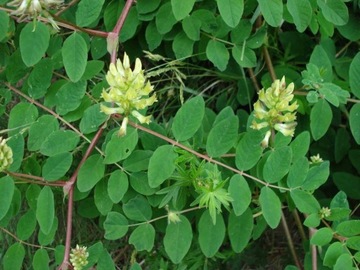 Traganek Astragalus glycyphyllos i membranaceus