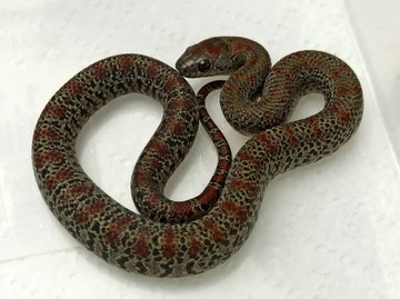 Wąż- Lampropeltis mexicana/ Lancetogłów meksykańsk
