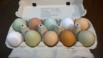 Jaja lęgowe kolorowe miksy