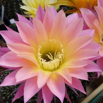 kaktus Echinopsis hybryd 29-2005