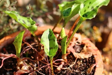 Duża sadzonka Scilla marmorata Drimiopsis maculata