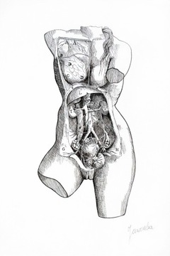 Plakat anatomiczna rycina papier PERŁOWY