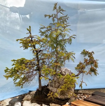 bonsai kompozycje