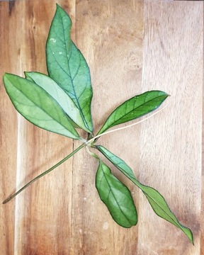 Hoya crassipetiolata - cięta sadzonka