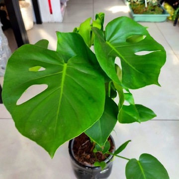 Monstera Dziurawa