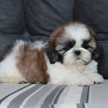 shih tzu szczeniaczki gotowe do zmiany domu 