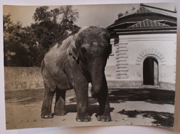 WROCŁAW ZOO Ogród Zoologiczny. Słoń indyjski, 1963