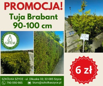 TUJA BRABANT - 90-100 cm PROMOCJA! 