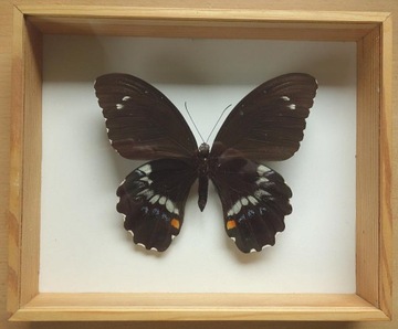Motyl w gablotce Papilio gambrisius