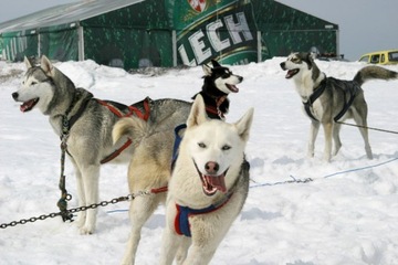 Szorki-Sled, Szelki, Uprząż Husky, Malamut. rozm.L