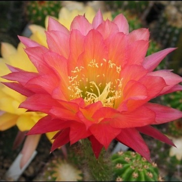 kaktus Trichocereus hybryd Sulzbach-Rosenberg