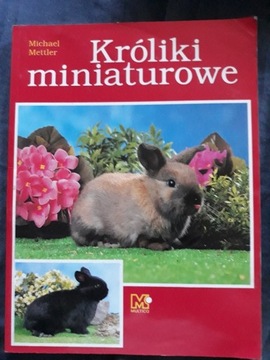 KROLIKI MINIATUROWE