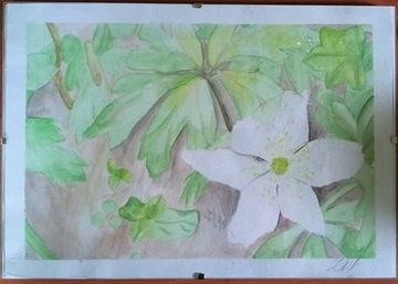 Obraz- biały kwiat 