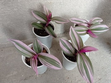 Trzykrotka Nanouk Tradescantia Różowa Pasiasta