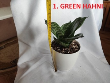 Sansewiera sansevieria green hahni