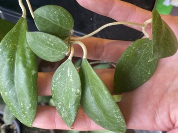 Hoya verticillata hoja 