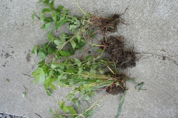 Wiązówka błotna (Filipendula ulmaria), sadzonka