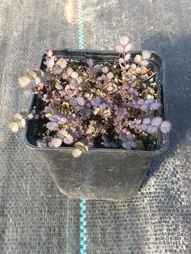 Acaena inermis acena bezbronna 'Purpurea'