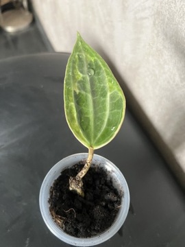 Hoya Macrophylla Albomarginata Variegata