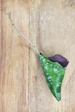 Hoya imbricata - cięta sadzonka