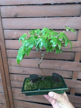 Drzewka bonsai wyprzedaż kolekcji 