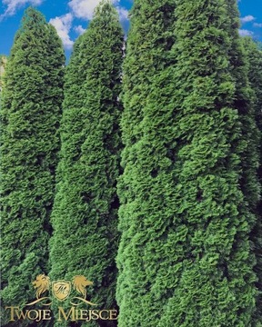 Thuja Tuja Szmaragd wysokie duże drzewa 6m