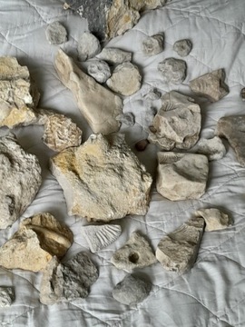 Amonity zestaw skamieniałości jura, Mirów