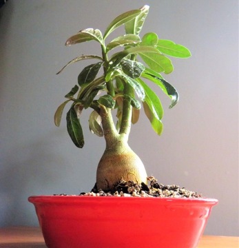 Adenium somalense - róża pustyni bonsai minibaobab