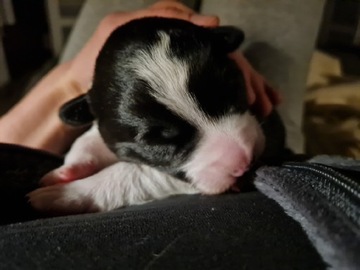 Szczenięta Border Collie 