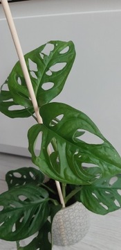 Monstera 30 cm