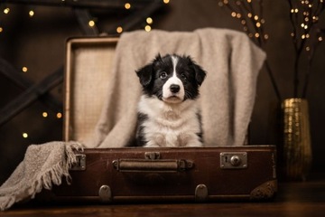 Border Collie szczeniak 