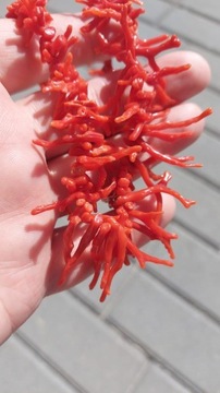 Naszyjnik z gałązek korala czerwonego