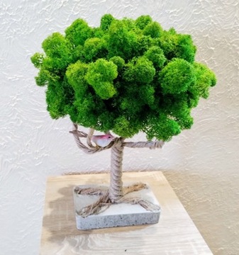 Drzewko Szczęścia Mech Chrobotek Bonsai