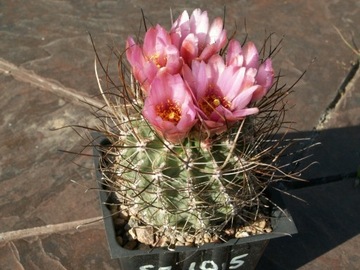 Sclerocactus schleseri SB 1015 - 10 nasion