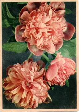 Pocztówka Kwiaty wydanie niemieckie Cellaro