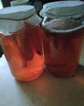 Grzybek herbaciany kombucha 10cm+ starter