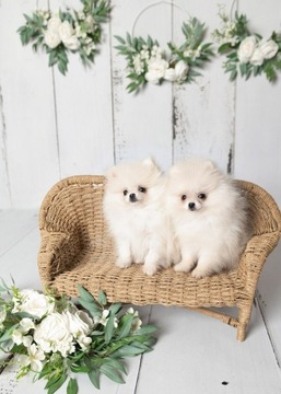 Szpic Miniaturowy Pomeranian ZKwP/FCI 